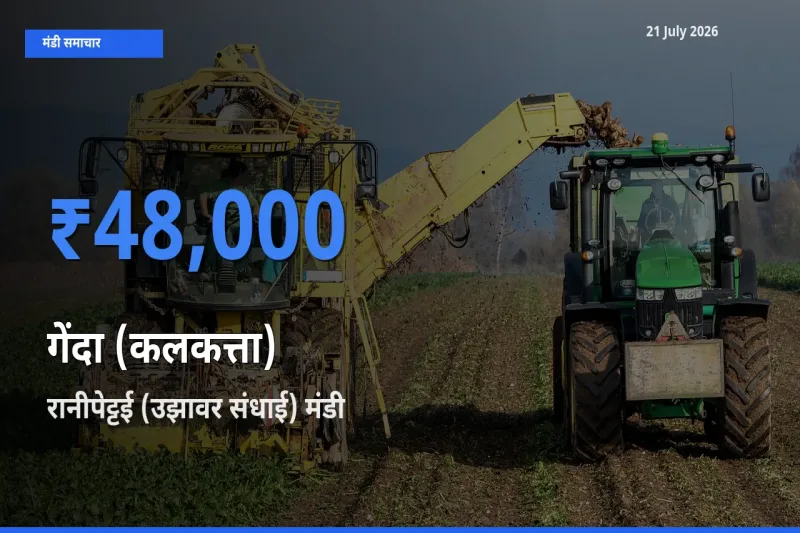 रानीपेट्टई (उझावर संधाई) मंडी में आज गेंदा (कलकत्ता) के सबसे ऊँचे दाम दर्ज