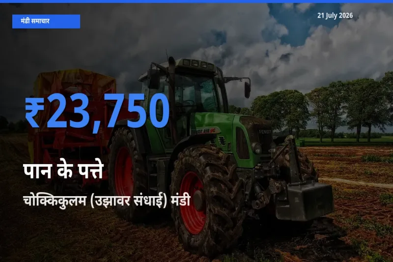 बाज़ार संकेत: चोक्किकुलम (उझावर संधाई) बना पान के पत्ते के लिए आज की टॉप मंडी