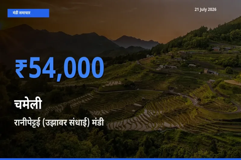 टॉप मंडी बना रानीपेट्टई (उझावर संधाई)! चमेली के सबसे ऊँचे दाम यहीं दर्ज