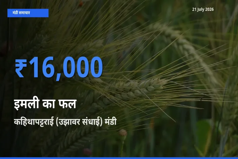 कहिथापट्टराई (उझावर संधाई) में इमली का फल का आज सबसे ऊँचा भाव