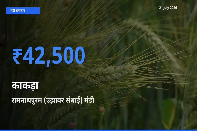 आज का मंडी भाव: काकड़ा के सबसे ज़्यादा दाम रामनाथपुरम (उझावर संधाई) में