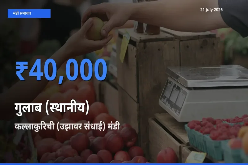 बाज़ार संकेत: कल्लाकुरिची (उझावर संधाई) बना गुलाब (स्थानीय) के लिए आज की टॉप मंडी