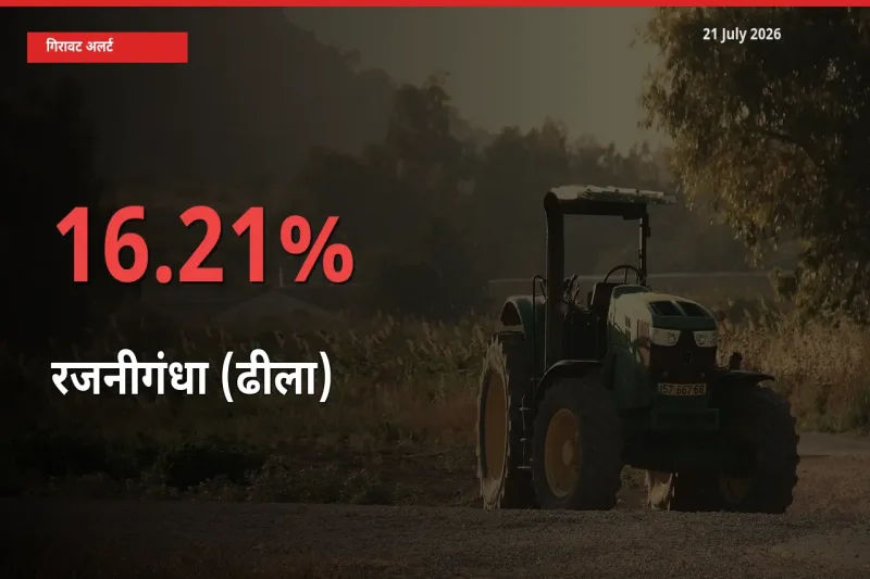 आज का मंडी भाव: रजनीगंधा (ढीला) के दाम मंडी में 16.21% नीचे