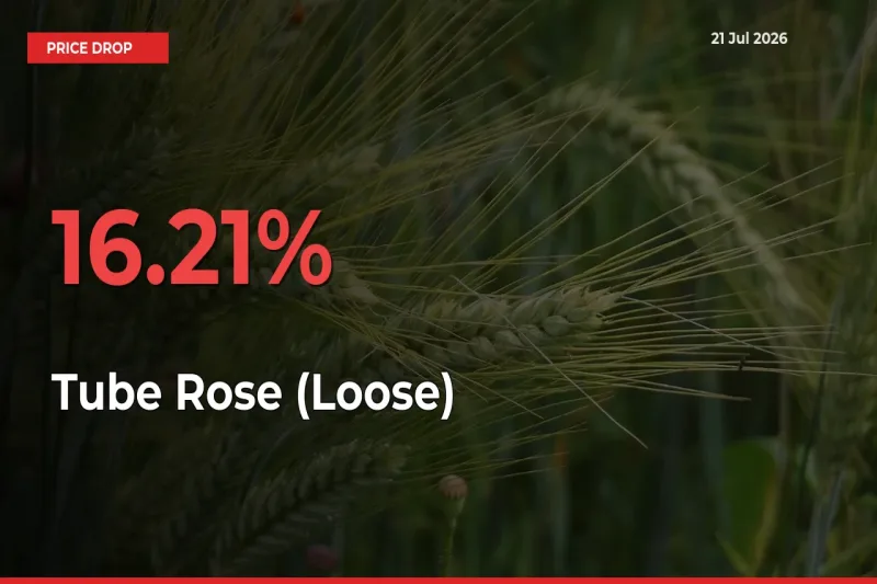 This Mandi Records 16.21% Fall in Tube Rose (Loose) Prices