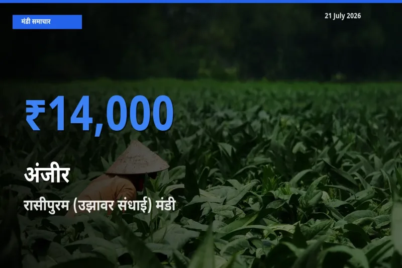 रासीपुरम (उझावर संधाई) मंडी में अंजीर ₹14,000 पर पहुँचा – आज का सर्वोच्च भाव