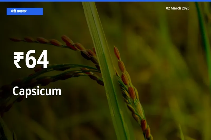 Capsicum के दाम 64+ मंडियों में बदले, बाज़ार का रुझान स्पष्ट