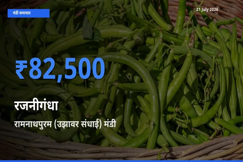 रामनाथपुरम (उझावर संधाई) मंडी में रजनीगंधा ₹82,500 पर पहुँचा – आज का सर्वोच्च भाव