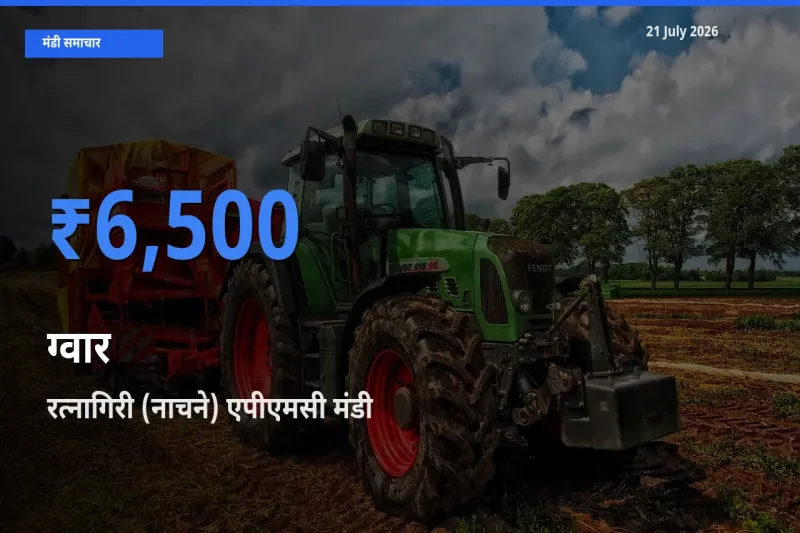 आज ग्वार के सबसे ज़्यादा दाम रत्नागिरी (नाचने) एपीएमसी मंडी में दर्ज