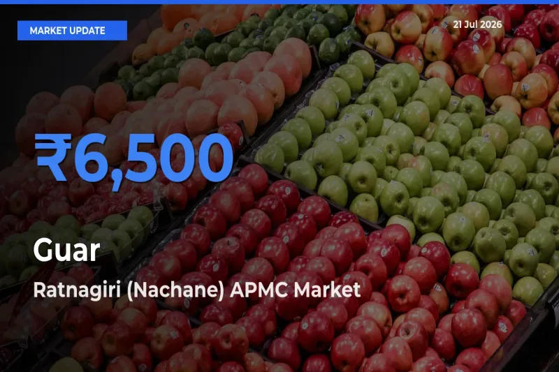 Guar Mandi Rate Today: Ratnagiri (Nachane) APMC Tops the List