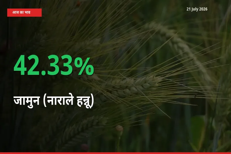स्थानीय मंडी में जामुन (नाराले हन्नू) के दाम अचानक 42.33% उछले, किसान सतर्क