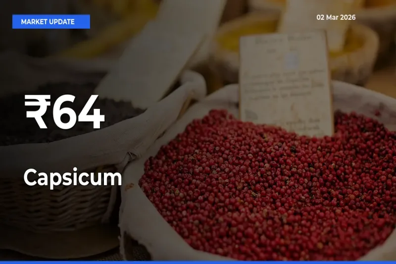 Capsicum Rates Show Broad Movement Across 64+ Mandis