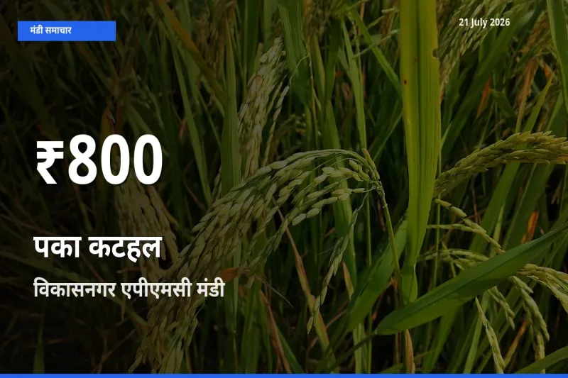 विकासनगर एपीएमसी में पका कटहल ₹800 पर गिरा – 30 दिन का न्यूनतम भाव