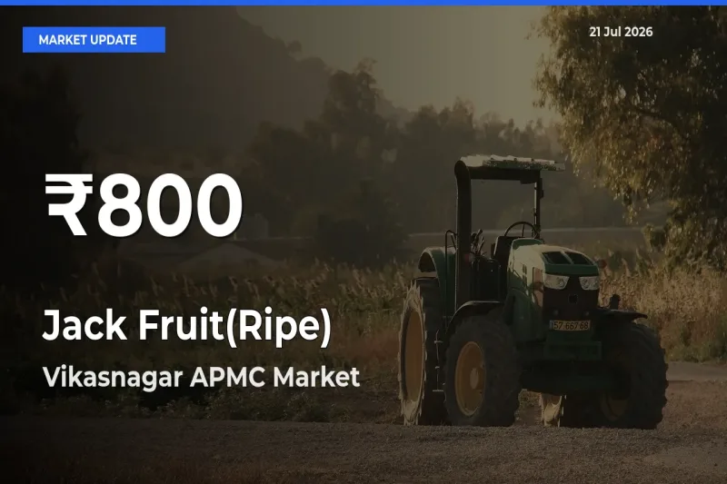 Jack Fruit(Ripe) Mandi Rate Today: 30-Day Low Recorded in Vikasnagar APMC