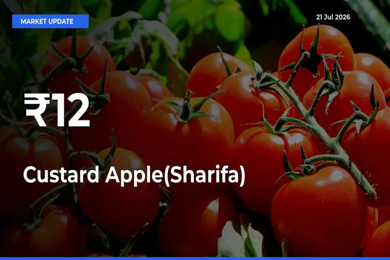 Custard Apple(Sharifa) Mandi Prices Move in Sync Across Major Markets Today