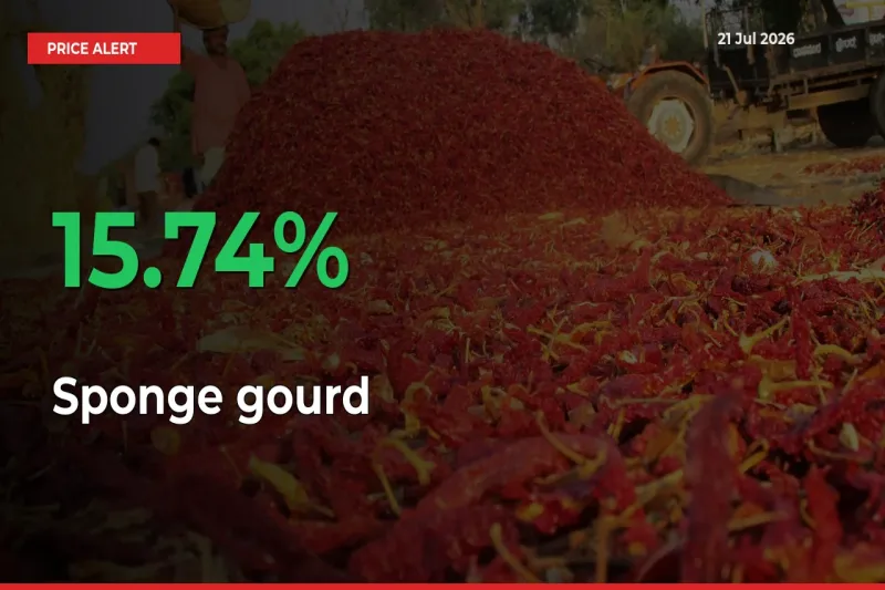 This Mandi Records 15.74% Jump in Sponge gourd Prices