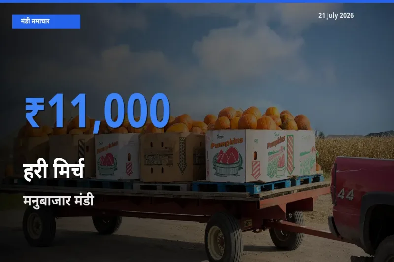 मनुबाजार मंडी में आज हरी मिर्च के सबसे ऊँचे दाम दर्ज