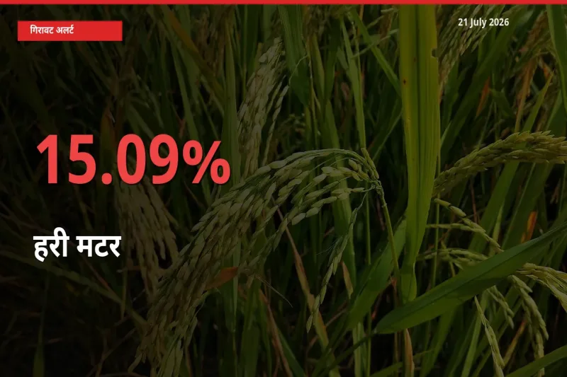 स्थानीय मंडी में हरी मटर के दाम अचानक 15.09% गिरे, किसानों की चिंता बढ़ी