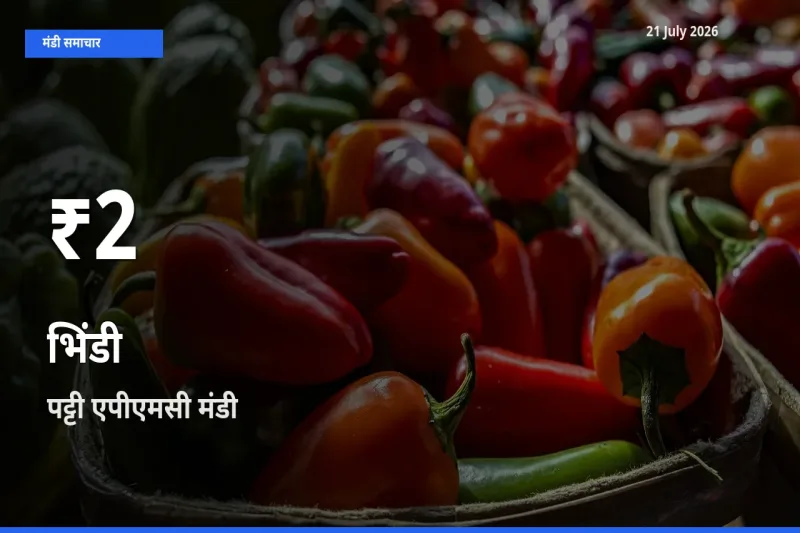 तेज़ गिरावट! पट्टी एपीएमसी में भिंडी के दाम 30 दिन के निचले स्तर पर