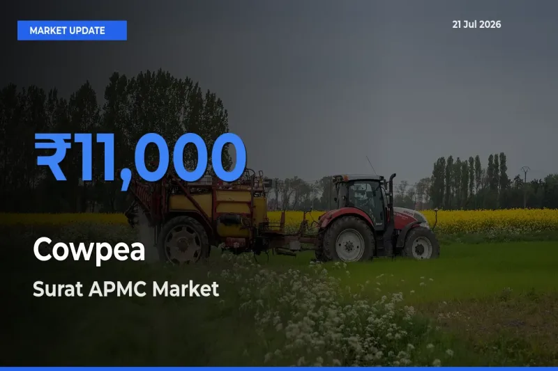 Surat APMC Leads as Top Mandi for Cowpea Prices