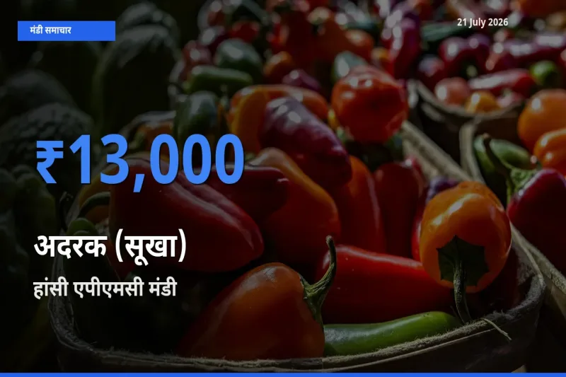 टॉप मंडी बना हांसी एपीएमसी! अदरक (सूखा) के सबसे ऊँचे दाम यहीं दर्ज