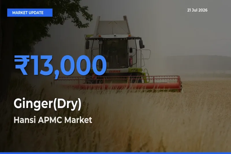 Hansi APMC Leads as Top Mandi for Ginger(Dry) Prices