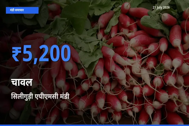 21 July अपडेट: चावल के सबसे ऊँचे दाम सिलीगुड़ी एपीएमसी मंडी में