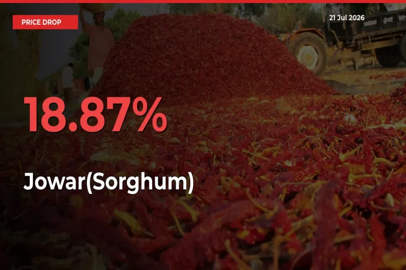 This Mandi Records 18.87% Fall in Jowar(Sorghum) Prices
