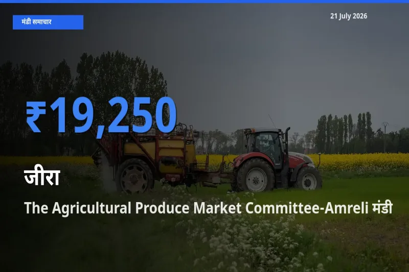 आज जीरा के सबसे ऊँचे दाम ₹19,250 The Agricultural Produce Market Committee-Amreli मंडी में