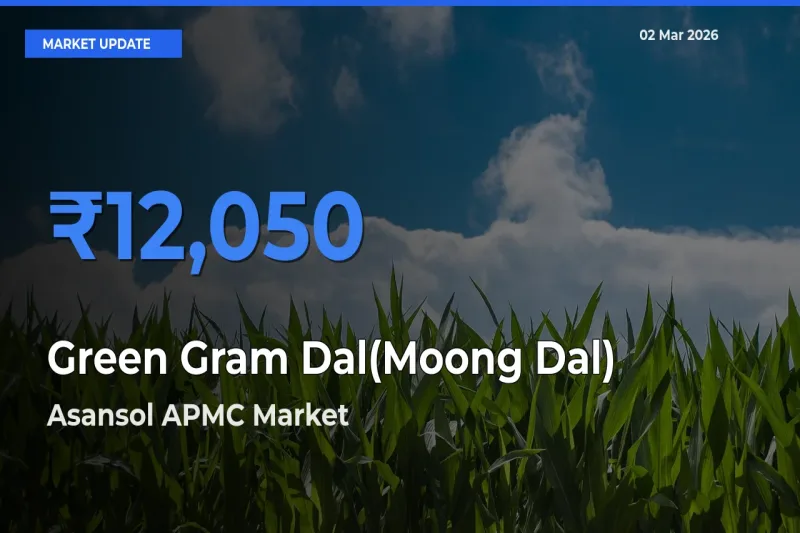 Asansol APMC Tops Green Gram Dal(Moong Dal) Rates – March 02 Market Update