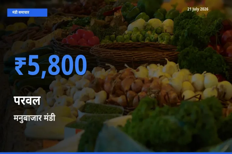 आज का मंडी भाव: परवल के सबसे ज़्यादा दाम मनुबाजार में