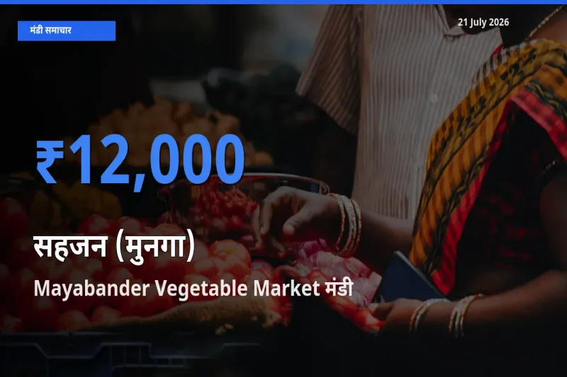 Mayabander Vegetable Market मंडी में सहजन (मुनगा) ₹12,000 पर पहुँचा – आज का सर्वोच्च भाव