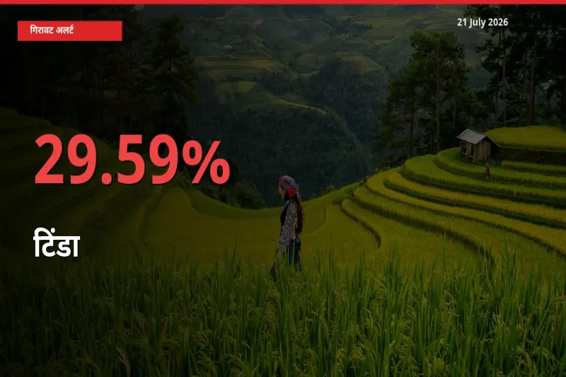 टिंडा 29.59% गिरा, मंडी