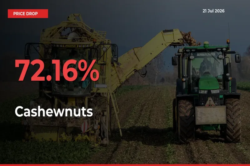 Farmers Alert as Cashewnuts Prices Slide 72.16% in Local Mandis