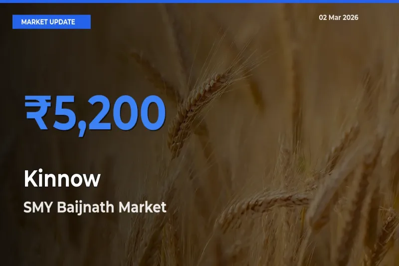 Kinnow Mandi Rate Today: SMY Baijnath Tops the List