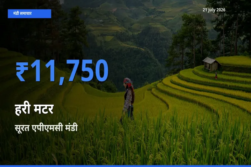 21 July अपडेट: हरी मटर के सबसे ऊँचे दाम सूरत एपीएमसी मंडी में