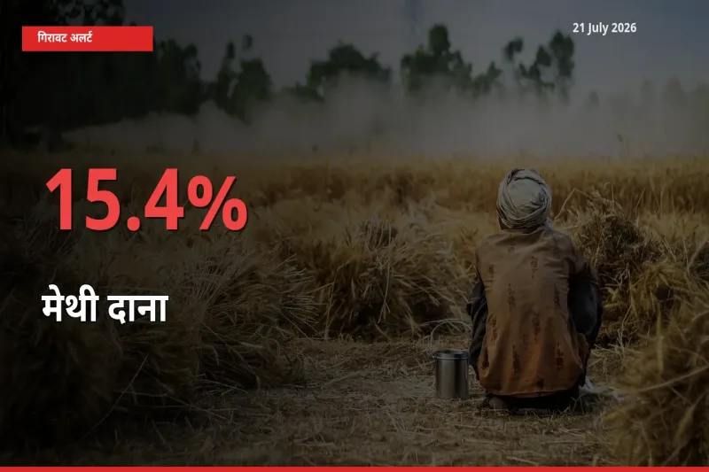 21 July अपडेट: मेथी दाना के दाम मंडी में 15.4% गिरे
