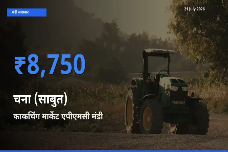 किसानों की पसंद बना काकचिंग मार्केट एपीएमसी, चना (साबुत) के सबसे अच्छे दाम