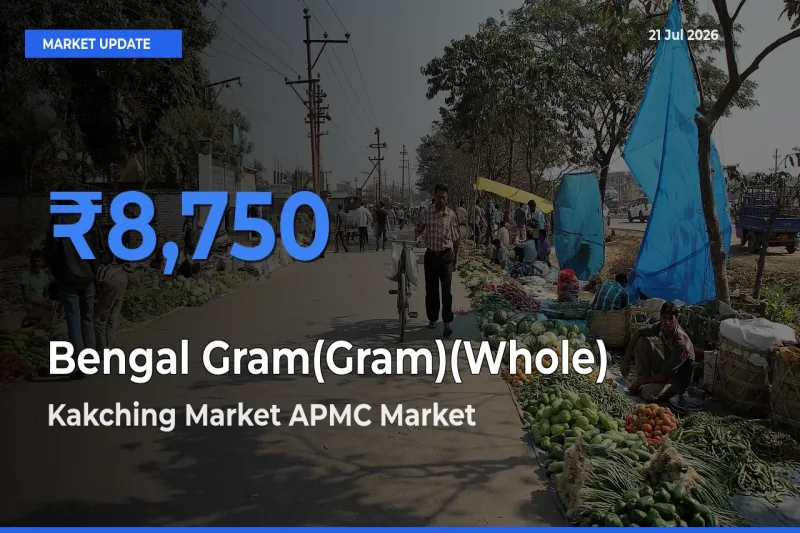 Kakching Market APMC Leads as Top Mandi for Bengal Gram(Gram)(Whole) Prices