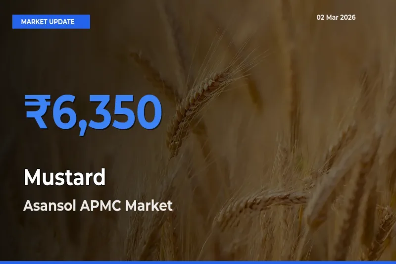 Market Watch: Asansol APMC Becomes Top Mandi for Mustard