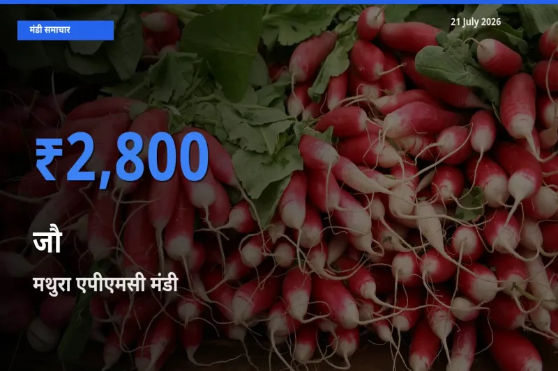 आज जौ के सबसे ज़्यादा दाम मथुरा एपीएमसी मंडी में दर्ज