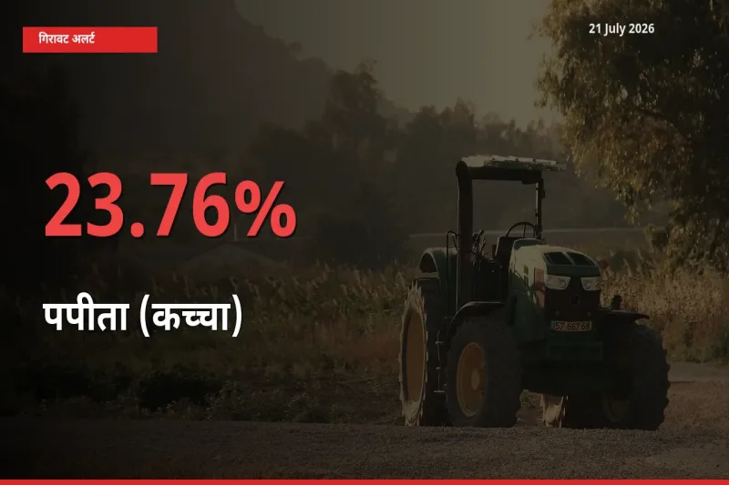 पपीता (कच्चा) के दाम प्रमुख मंडी में 23.76% गिरे, 24 घंटे में बड़ा बदलाव