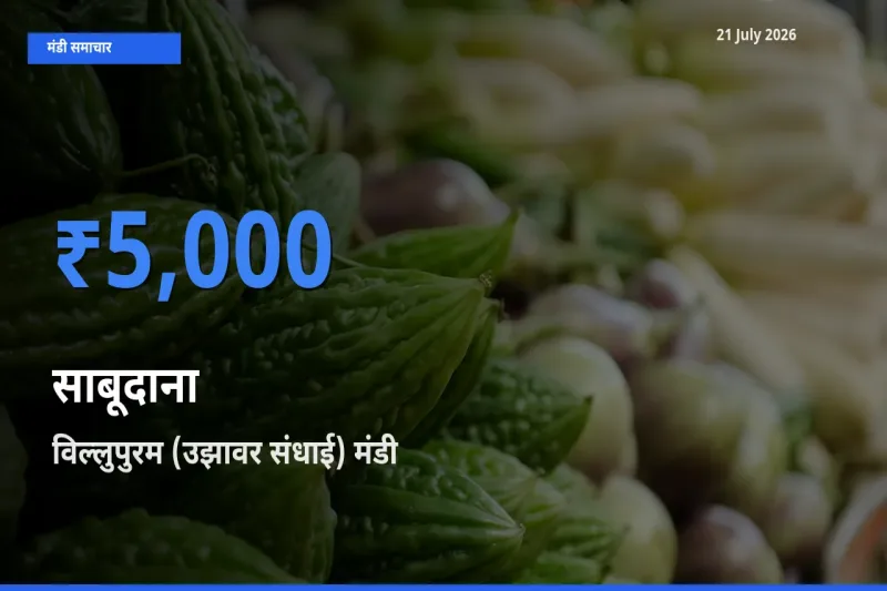 आज का मंडी भाव: साबूदाना के सबसे ज़्यादा दाम विल्लुपुरम (उझावर संधाई) में