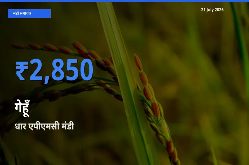 आज गेहूँ के सबसे ऊँचे दाम ₹2,850 धार एपीएमसी मंडी में