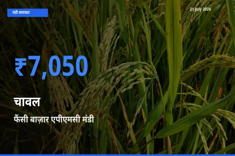 आज चावल के सबसे ज़्यादा दाम फैंसी बाज़ार एपीएमसी मंडी में दर्ज