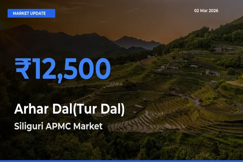 Siliguri APMC Leads as Top Mandi for Arhar Dal(Tur Dal) Prices