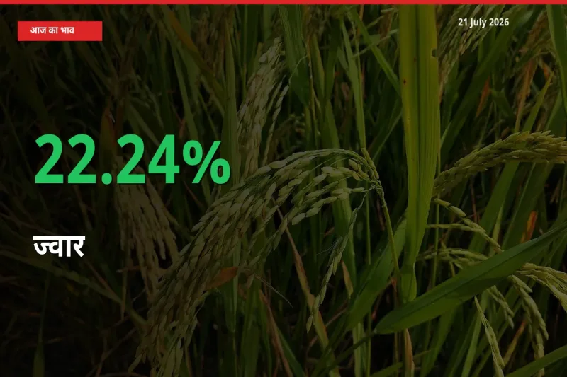 बाज़ार संकेत: ज्वार के भाव मंडी में 22.24% ऊपर
