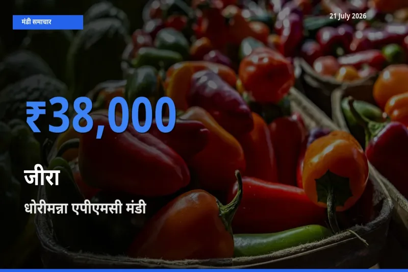 किसानों की पसंद बना धोरीमन्ना एपीएमसी, जीरा के सबसे अच्छे दाम
