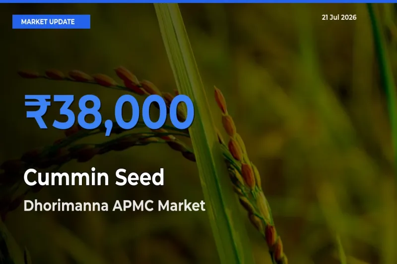Dhorimanna APMC Tops Cummin Seed Mandi Rates Today