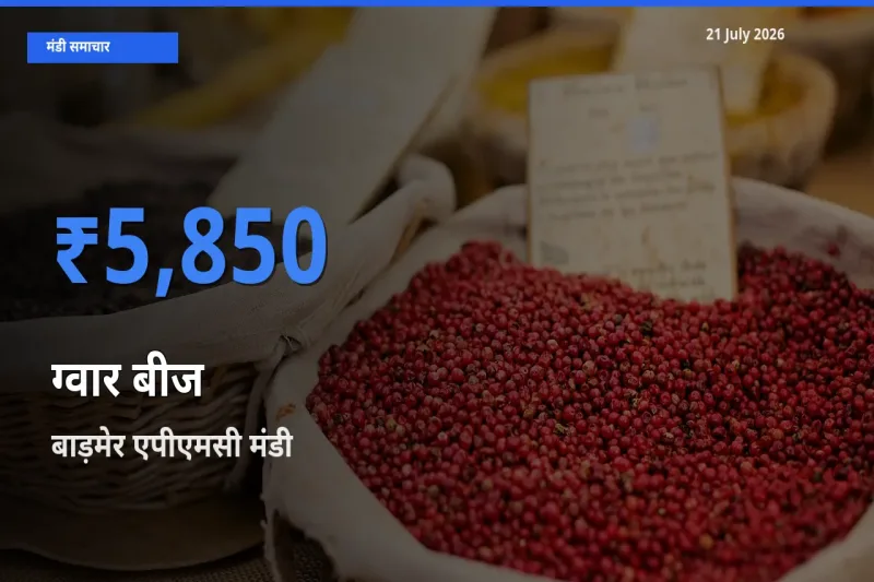 आज ग्वार बीज के सबसे ज़्यादा दाम बाड़मेर एपीएमसी मंडी में दर्ज