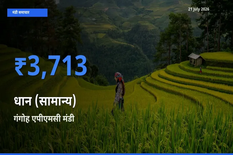 गंगोह एपीएमसी में धान (सामान्य) का आज सबसे ऊँचा भाव